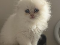 Ayı surat scottish fold
