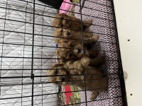 TESLİME HAZIR RED BROWN TOY POODLE