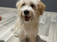 Maltipoo yavrumuz