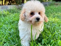 Maltipoo Yavrumuz