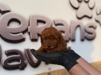 Toy poodle yavruları