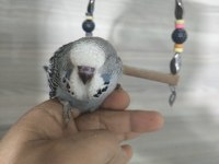 Bebek Muhabbet kuşları