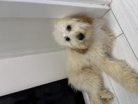 MİNİK KALPLERİN SAHİBİ OLMAYA HAZIR POODLE