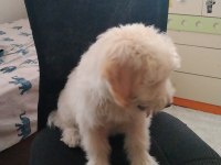 3,5 aylık terrier hayırlı olsun
