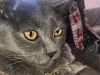 Erkek british shorthair kedimi sahiplendirmek istiyorum