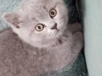2 aylık british shorthair yavrular