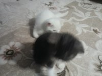 CİCİ KIZ BRİTİSH SHORTHAİR