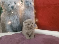 Scottish fold LİLAC yavrumuz