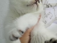 Pamuk yavru kediler