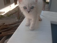 Erkek Yavru Kedimiz