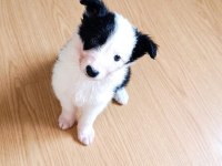 Yeni ailelerine gitmeye hazır yavru köpekler