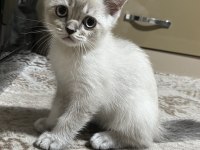 Son Kalan British Shorthair Yavrumuz