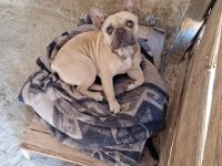 French bulldog köpeğimiz 3 yaşında