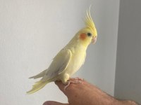 Sevimli lutino sultan papağanı