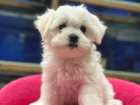 Kar beyaz maltese