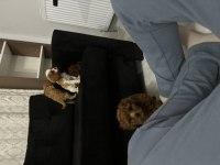 2 aylık toy poodle