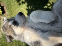 Dişi ve Erkek Husky Yavruları 1 Aylık