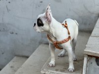 Köpeğim gayet iyidir ve çok sevimli