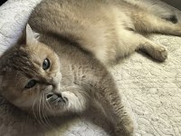 2 Tane Kısırlaştırılmış Mikro Çipli Dişi Kedimiz