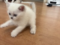 UYUMLU SEVECEN TESLİME HAZIR YAVRU KEDİLER