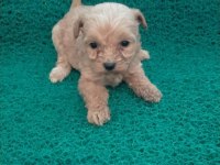 Tatlı maltipoo minikler
