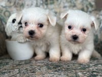 Toy Maltese Bebekler