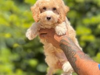Maltipoo köpeği bebeklerimiz