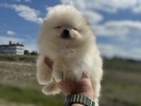 En güzel karbeyaz pomeranian boo yavrularımız