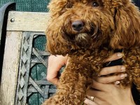 1 Yaşında Poodle