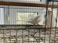 Albino sultan papağanı takımı