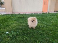 Orjinal yurt dışı karneli pomeranian erkek