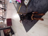4 AYLIK ESTETİKLİ DOBERMAN