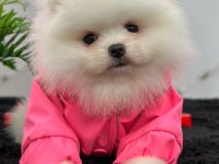 Özel Renk Boo Pomeranian