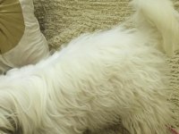 Maltese Terrier Dişi Kısır