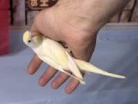 Sağlıklı konuşturmalık muhabbet kuşu bebekler