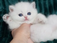 Kar gibi Beyaz Silver British Shorthair 