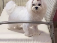 SAFKAN MALTESE 1,5 YAŞINDA