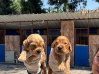 Sevimli Maltipoo Yavru Köpeklerimiz