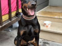 Doberman yer sıkıntısından dolayı sahiplendiriyorum