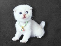 Scottish fold 2 Aylık Dişi