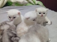 Bristh longhair Bristh shorthair scotish tabby