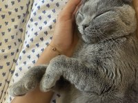 British shorthair dişi kedim