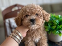 Yakışıklı maltipoo oğluşum Barney