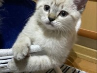 British shorthair 3 aylık