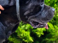 Fcı Kif A Secereli Cane Corso Yavrular