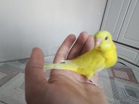 Satılık yeni yeme düşmüş muhabbet kuşu
