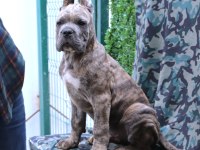 Fcı-Kıf Secereli Safkan Cane Corso Köpekleri