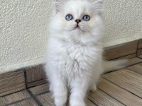 Minik sevimli ayıcık british longhair oğlum
