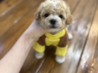 Maltipoo En Özelinin Ailesi Olmak İster Misiniz?