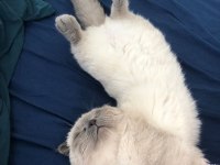 Scottish Fold Bluepoint
